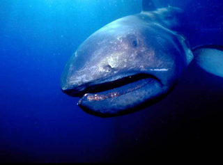 Illustration for article titled ODeck Shark Week: Deep Water Aliens